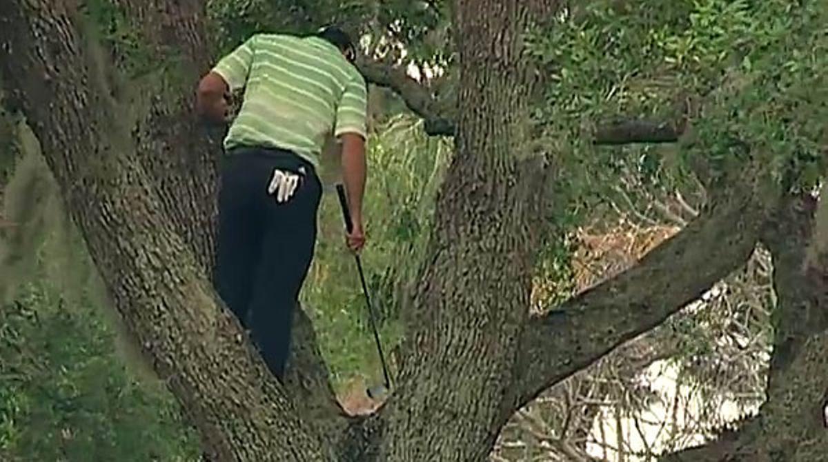 El golfista de Castelló s’enfila a la copa d’un arbre per alliberar la seva bola de les branques amb un cop precís.