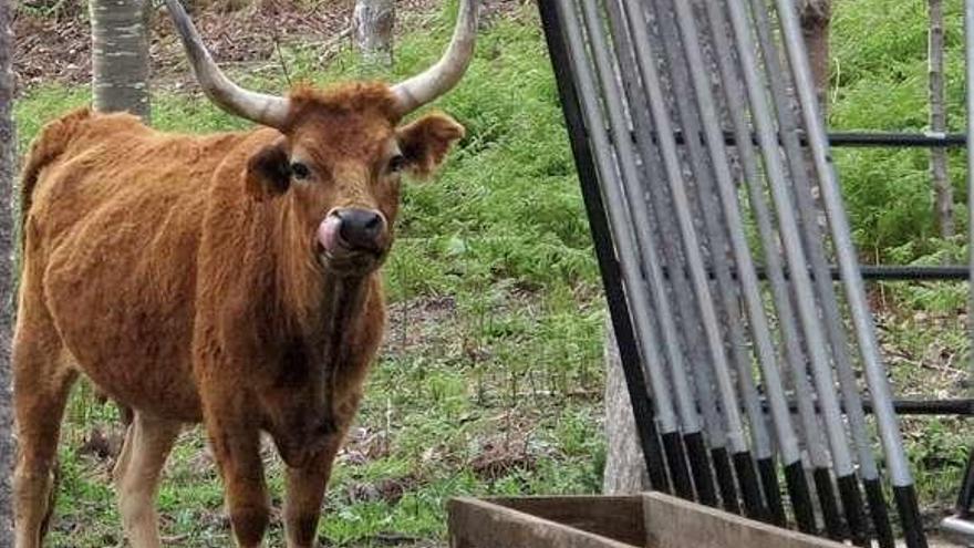 Una vaca cachena en San Vicente de O Grove.  // Muñiz