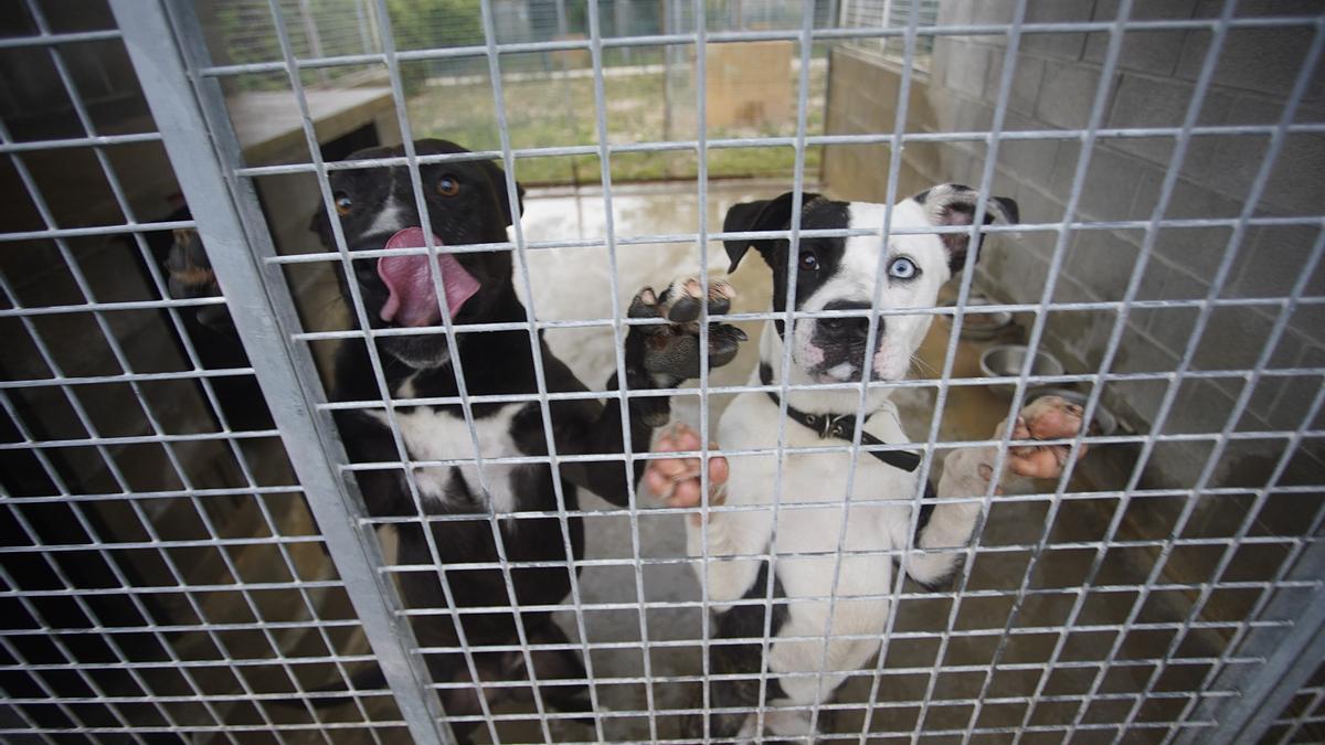 Dos gossos recolzats a la reixa en un dels habitacles de Rodamón