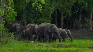 Un elefante descontrolado causa pánico entre peregrinos en Sri Lanka