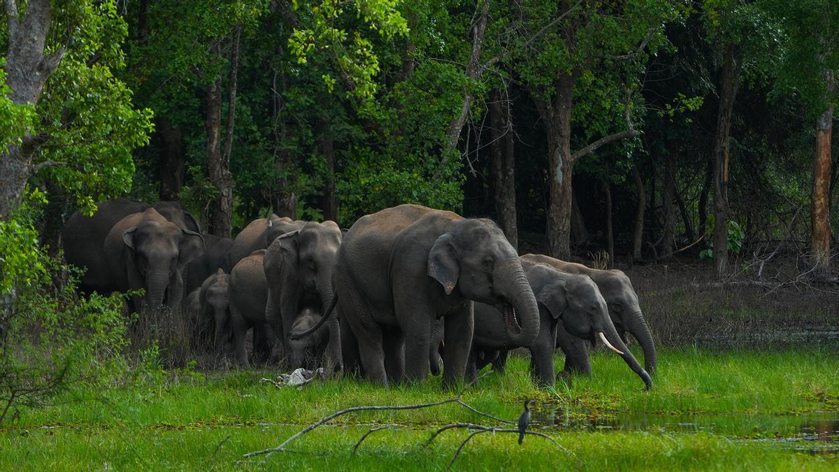 Elefantes salvajes en Sri Lanka