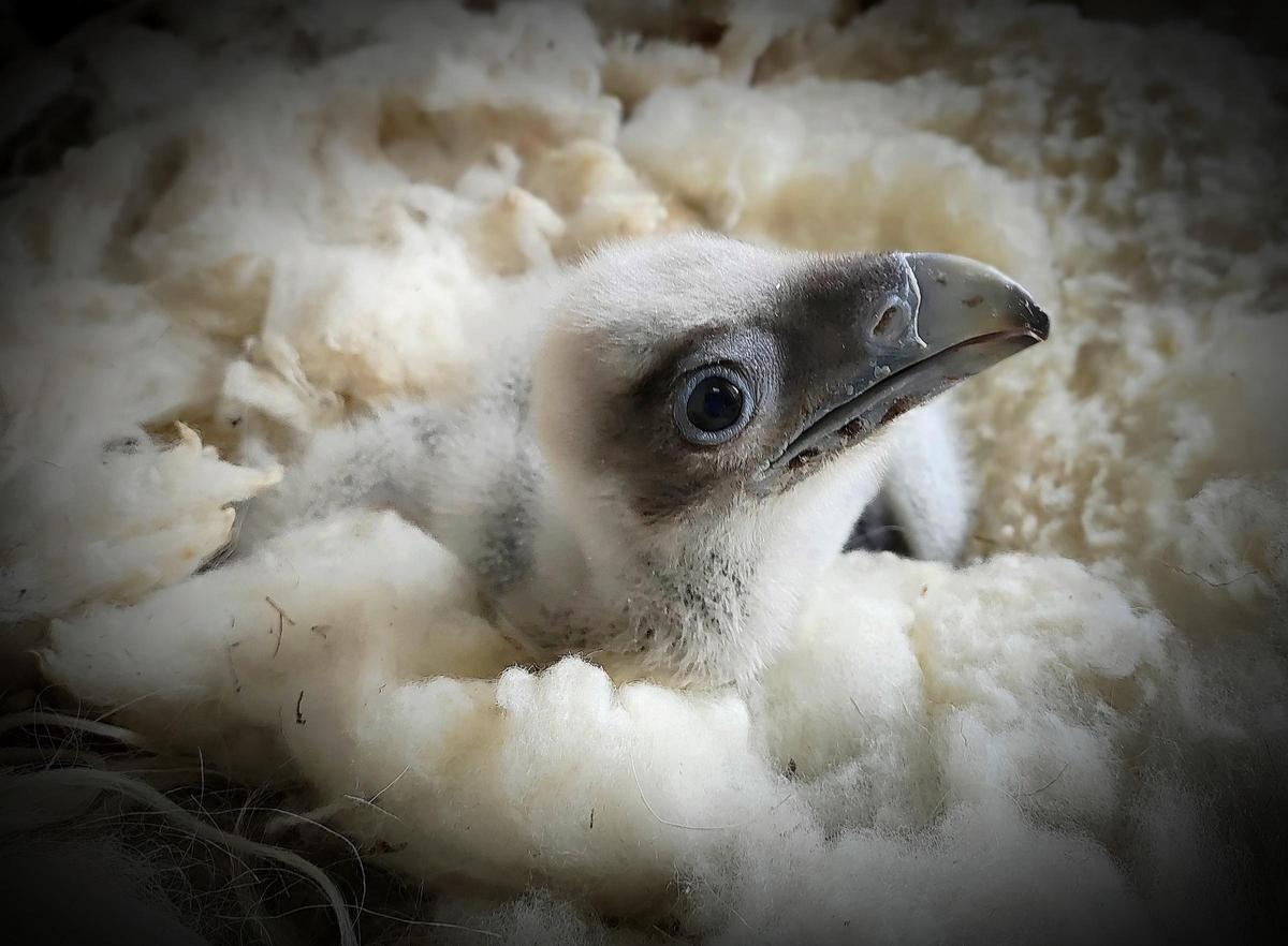 Cría de quebrantahuesos.