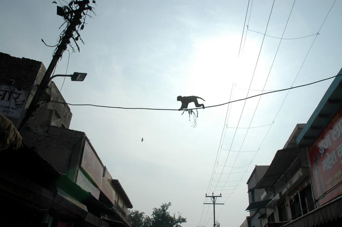 Monos por el tendido eléctrico