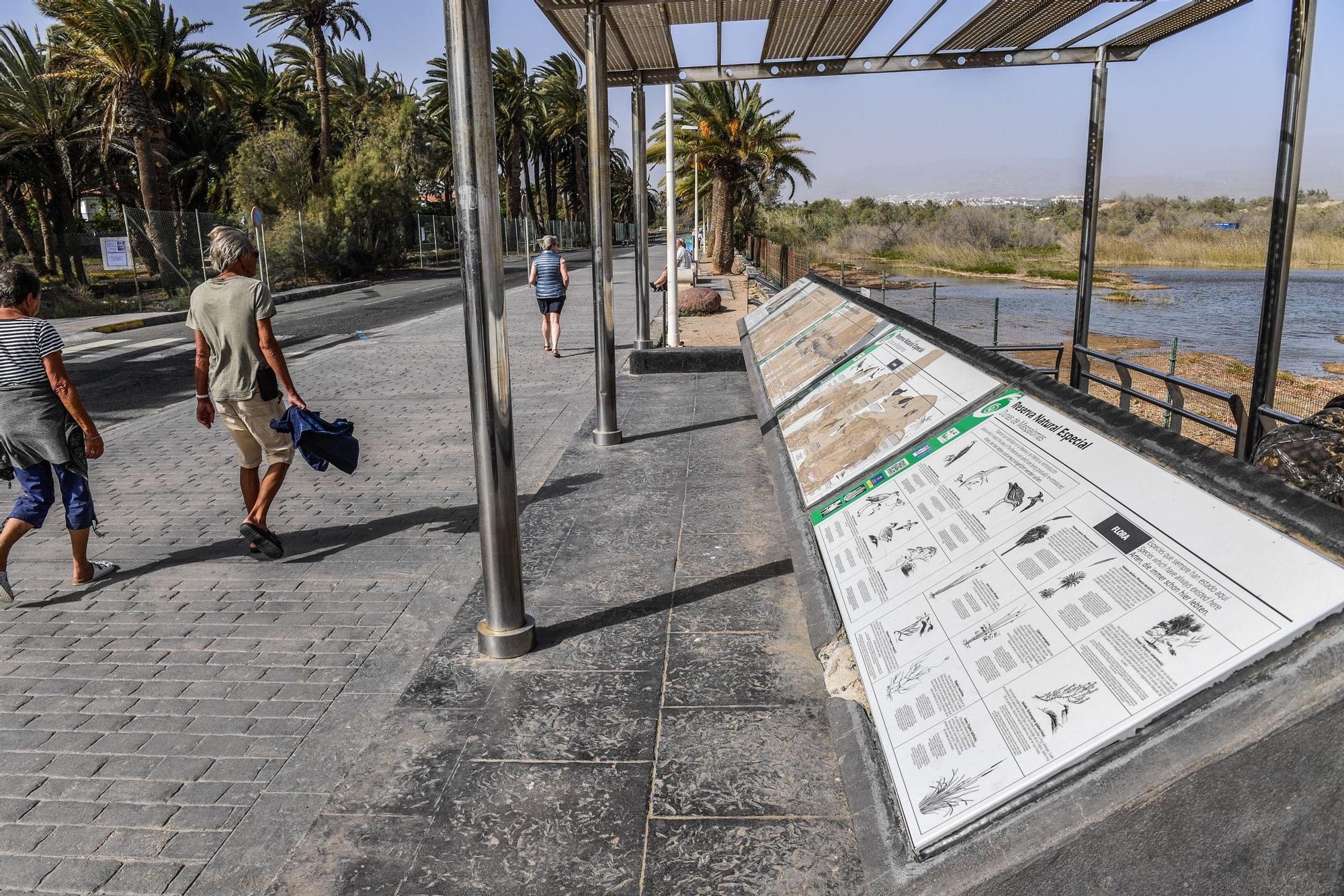 Avistamiento de fauna en la charca de Maspalomas