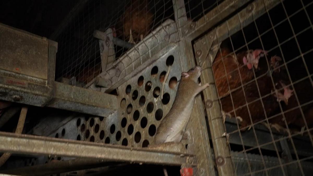 Entidades ecologistas denuncian la presencia de ratas, cadáveres y suciedad extrema en la polémica granja avícola de Llucmajor