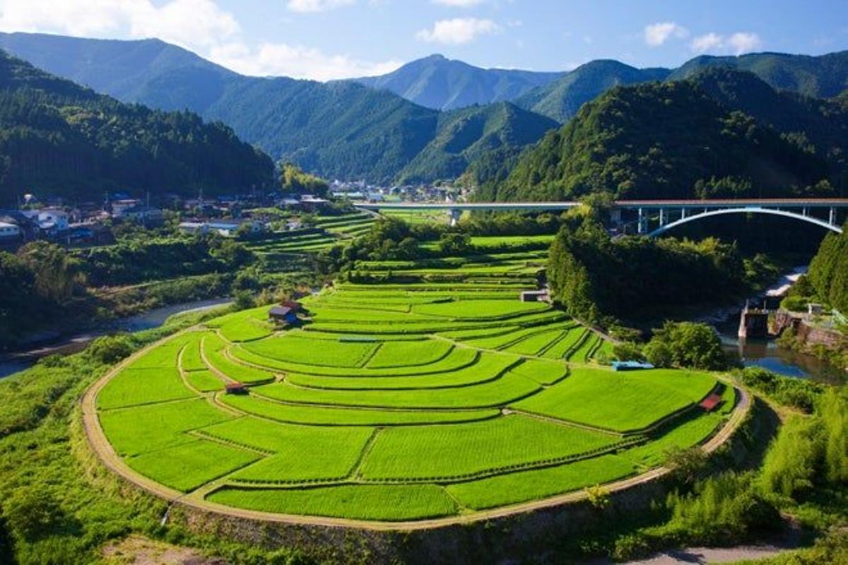 Campos de arroz cerca de Aridagawa, en la perfectura de Wakayama.