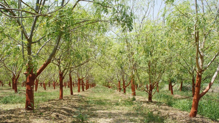 Descubren que una planta originaria de la India combate la proliferación de algas nocivas