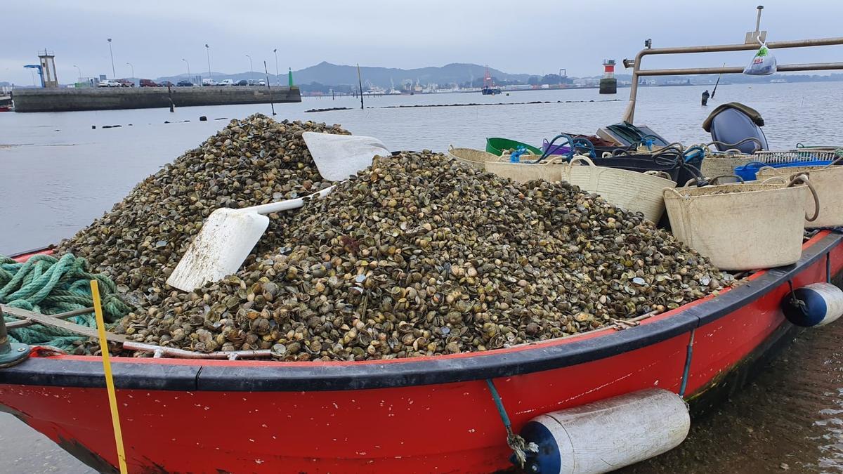 Una lancha repleta de conchas, en Carril.