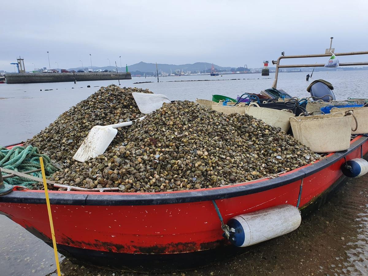 Una lancha repleta de conchas, en Carril.