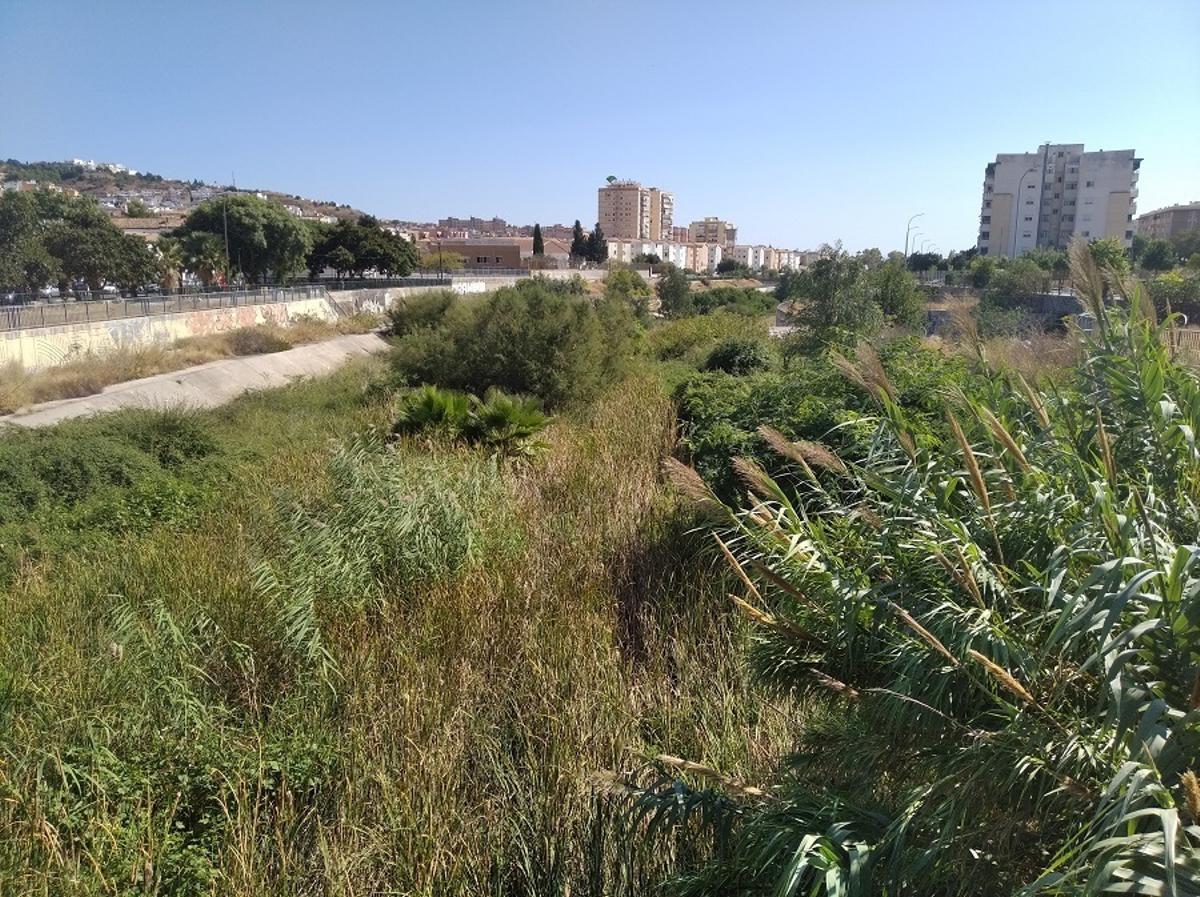 Un Guadalmedina verde hasta el mar