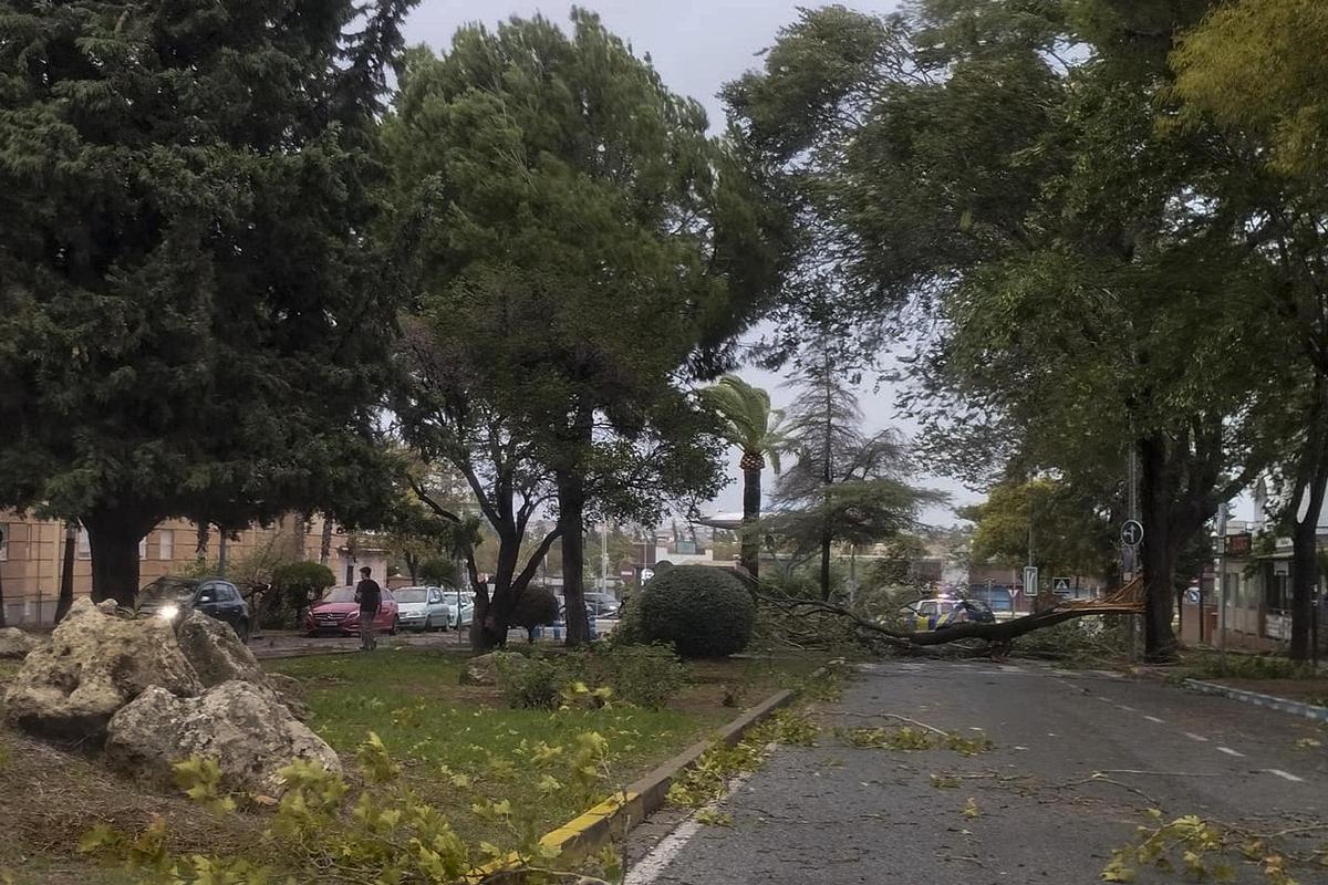 Varios arboles de grandes dimensiones caídos por el fuerte temporal de viento sobre los coches en el barrio de la Motilla en Dos Hermanas (Sevilla) y que han impedido el acceso al trafico a este barrio.
