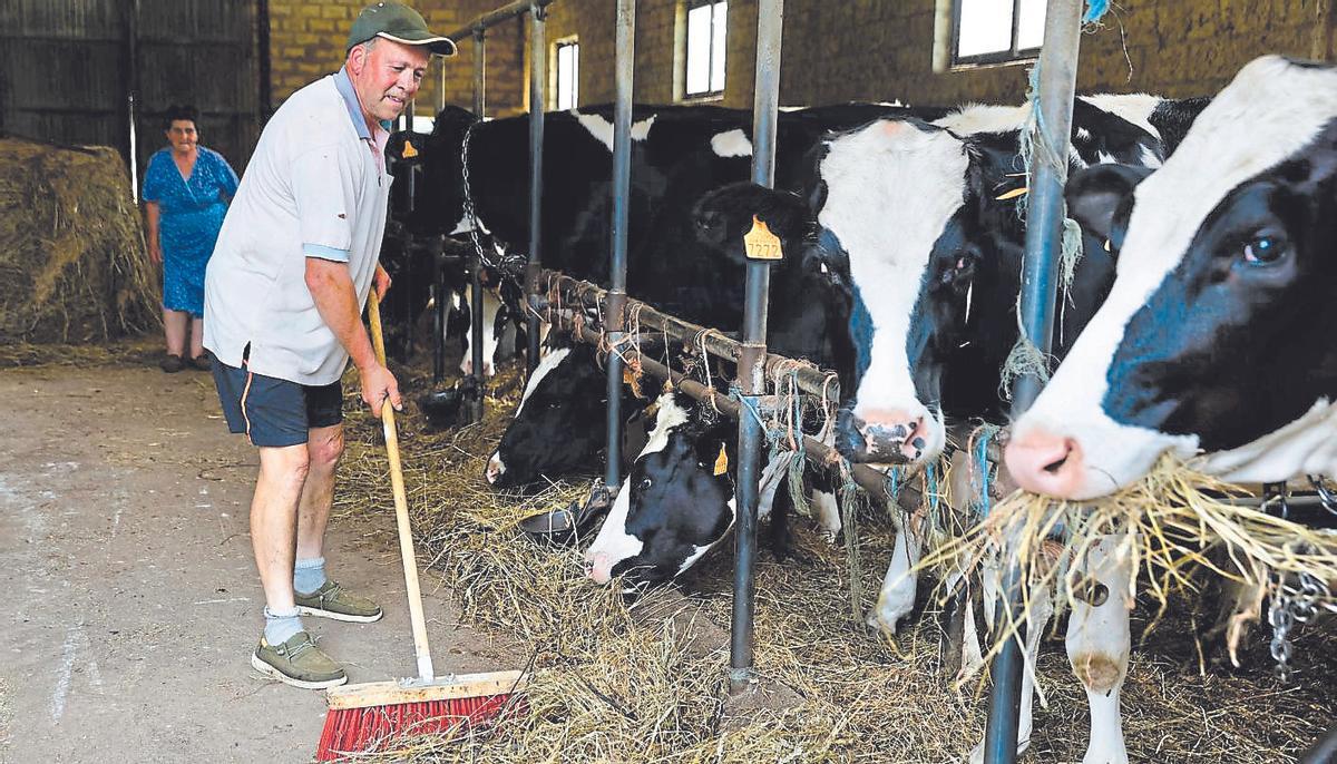 Miguel Ángel Sánchez, atendiendo ayer a sus vacas de leche en Santurio (Gijón).