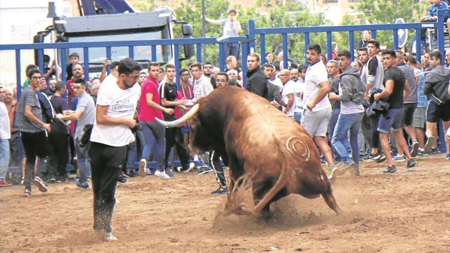 El ‘Bou de Sant Josep’ cumple con las expectativas en la Vall