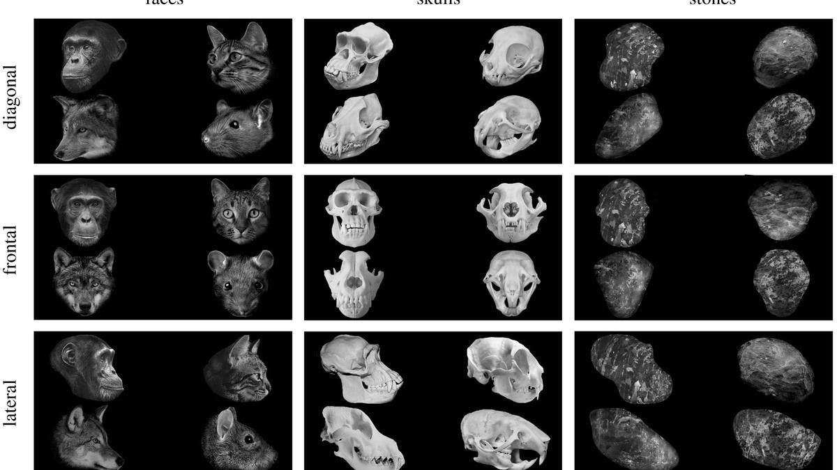 Ejemplos de estímulos de cada grupo de imágenes presentados a los chimpancés.