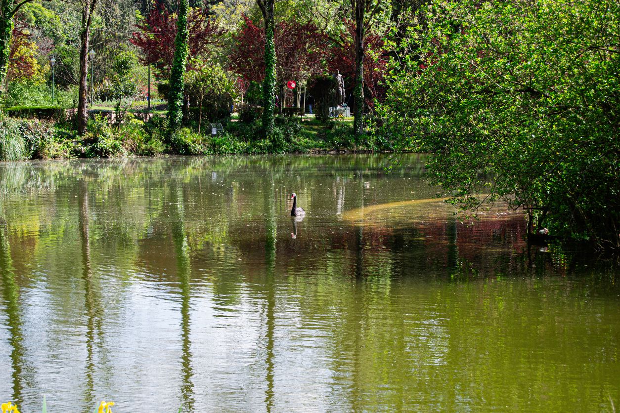 El romántico jardín del Parque Dom Carlos I es un complemento vital del Hospital Termal