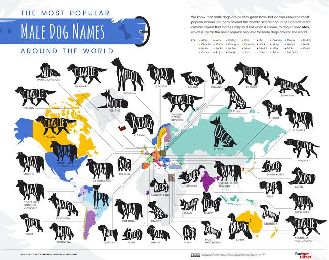 Los nombres de perro macho que más se usan en el mundo.