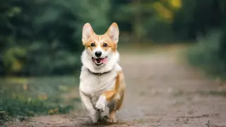 Estos son los nombres de perro más populares en España en 2024, según un estudio: desde Coco hasta Rocky