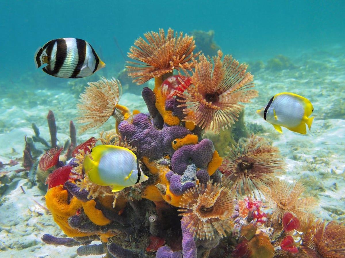 Vida marina en la Isla de Cozumel