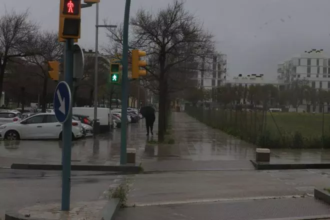 Una fuerte tormenta provoca la caída de dos árboles en Can Pastilla