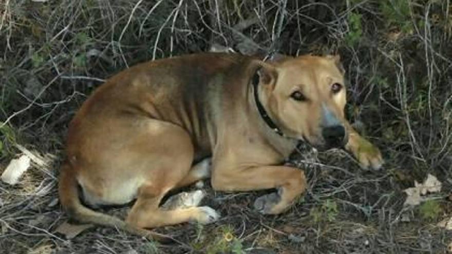 Abandonan en Calp  a una perra preñada atándola con una cadena a un árbol