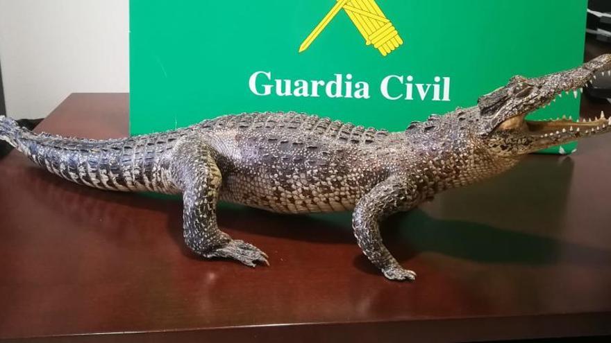 La Guardia Civil se incauta de un cocodrilo disecado en Arteixo