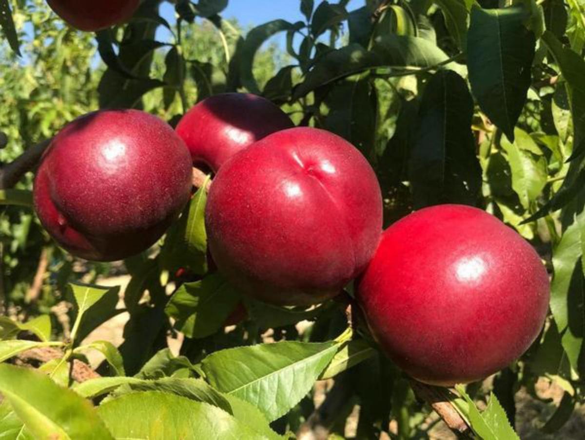 La fruta de verano valenciana sortea la sequía