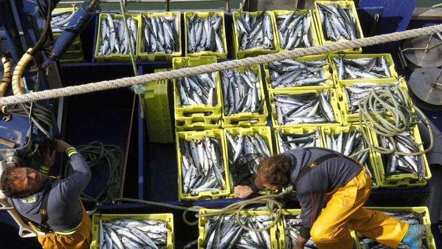 Dos marineros descargan cajas de xarda en un puerto del Cantábrico.