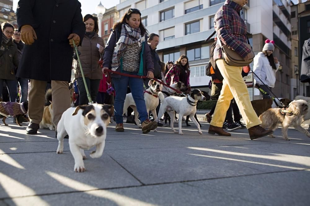 San Silvestre canina en Gijón