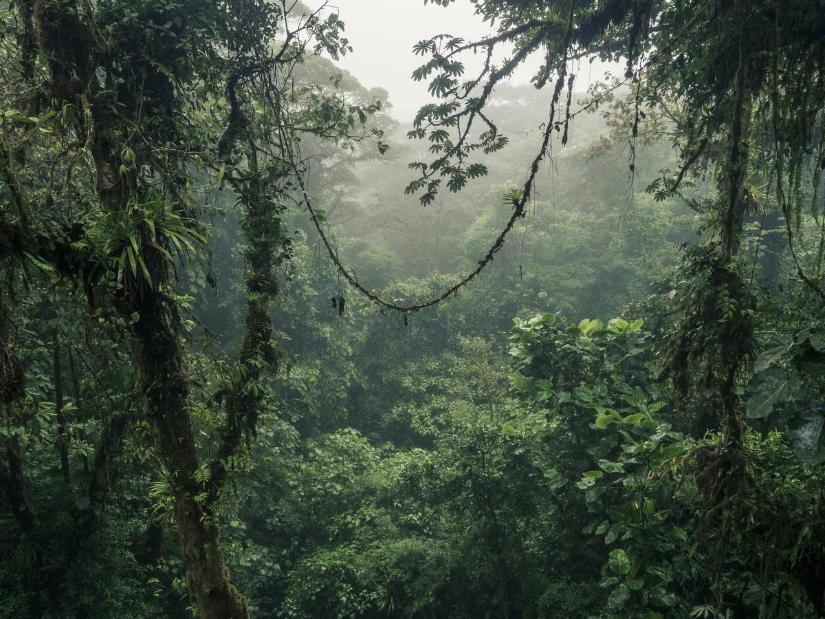 Bosque nuboso brumoso