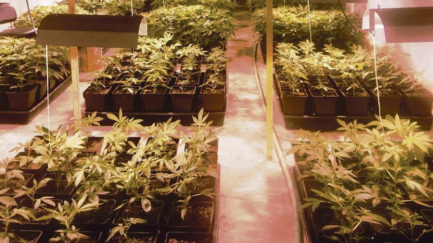 Una de las plantaciones de marihuana incautadas por la Guardia Civil durante la operación.