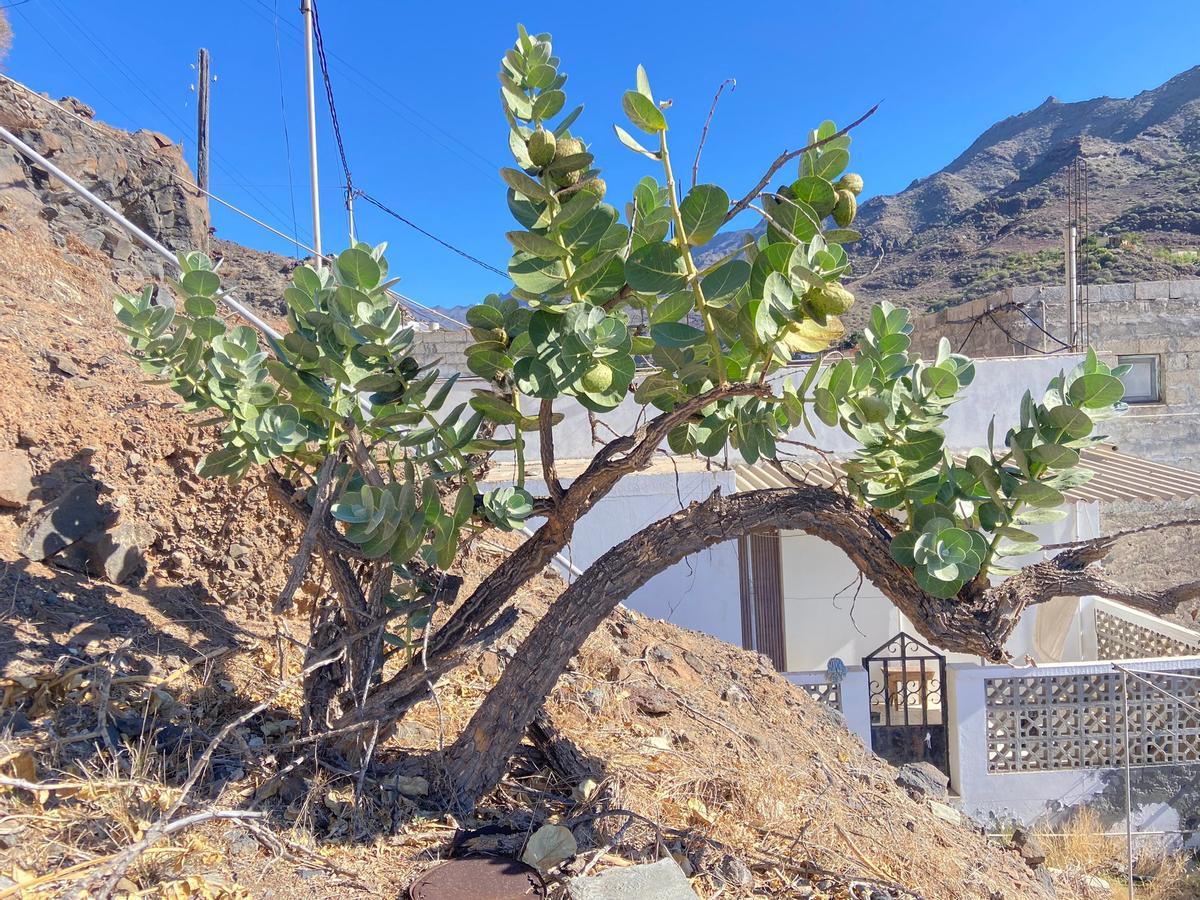 Uno de los ejemplares del manzano de Sodoma localizados en Gran Canaria