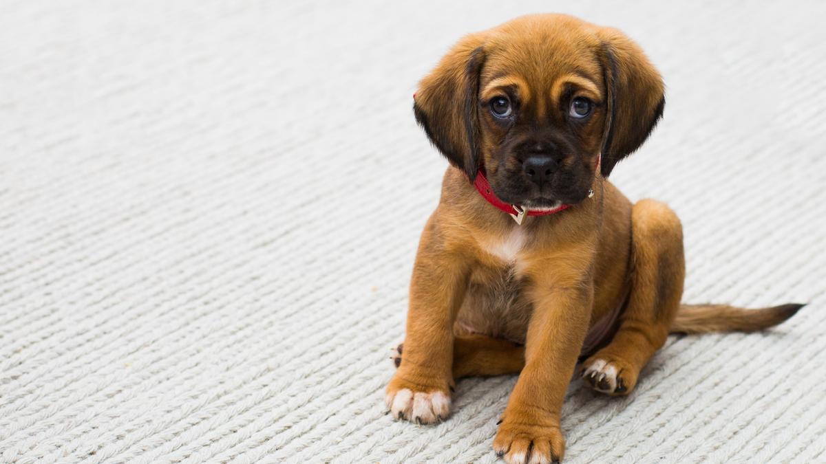 Los lugares en los que está prohibido soltar al perro en la calle