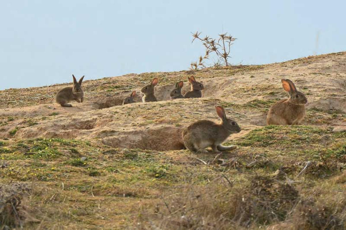 Los conejos de monte están retrocediendo