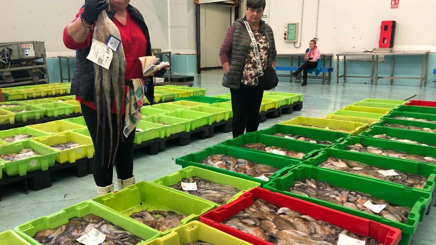 El alza de capturas y precios del pulpo generaron 11,8 M€ a las rulas gallegas