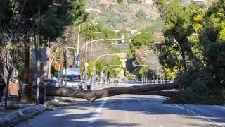Directo | Barcelona eleva la alerta por el vendaval tras cientos de incidencias y caídas de árboles