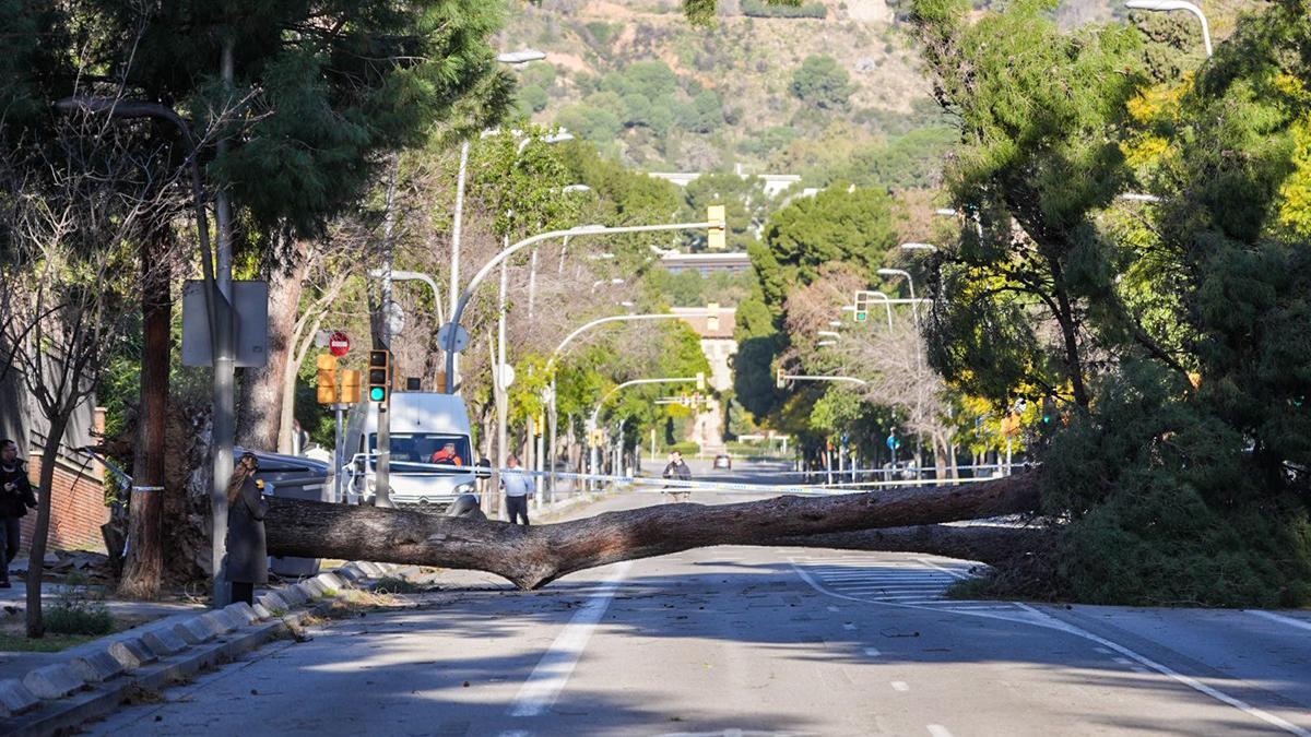 Un árbol caído sobre la calzada en el barrio de Pedralbes de Barcelona