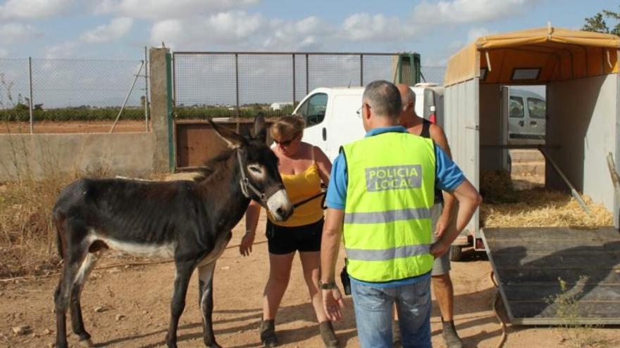 La Policía Local rescata a un burro