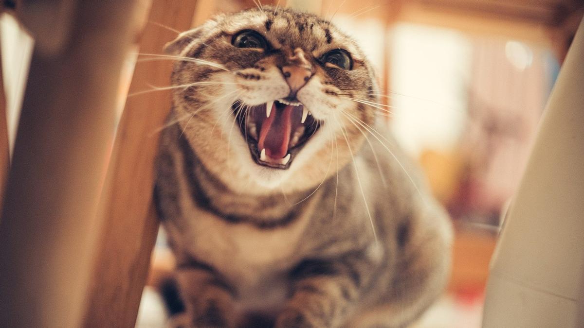 Coses que el teu gat odia de tu (tot i que no ho digui)