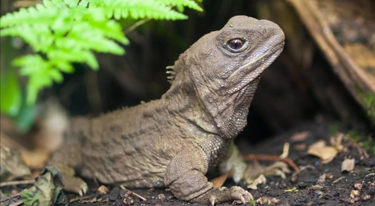 zentauroepp40617166 mas periodico  tuatara  a native reptile in new zealand  has171020184226