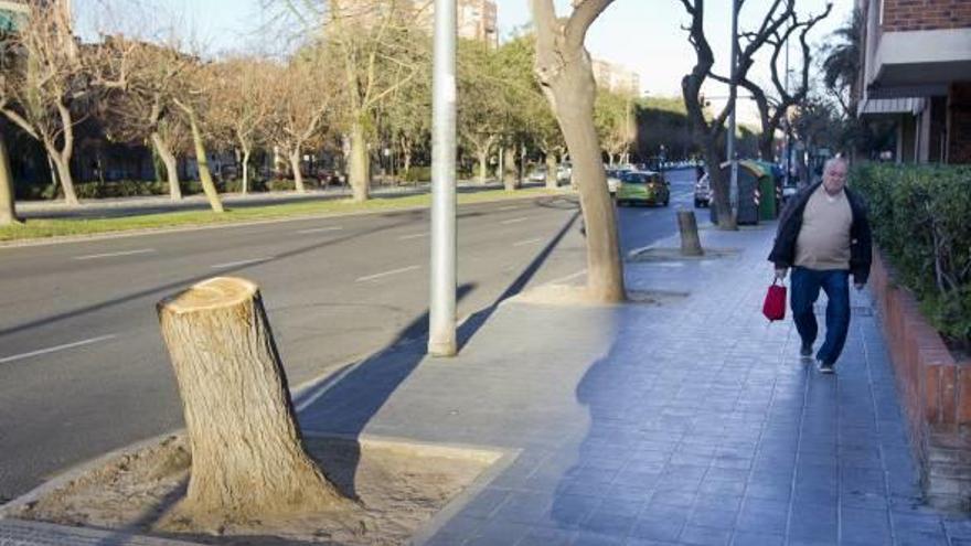 Vecinos y oposición cargan contra la decisión de talar 2.700 moreras sanas