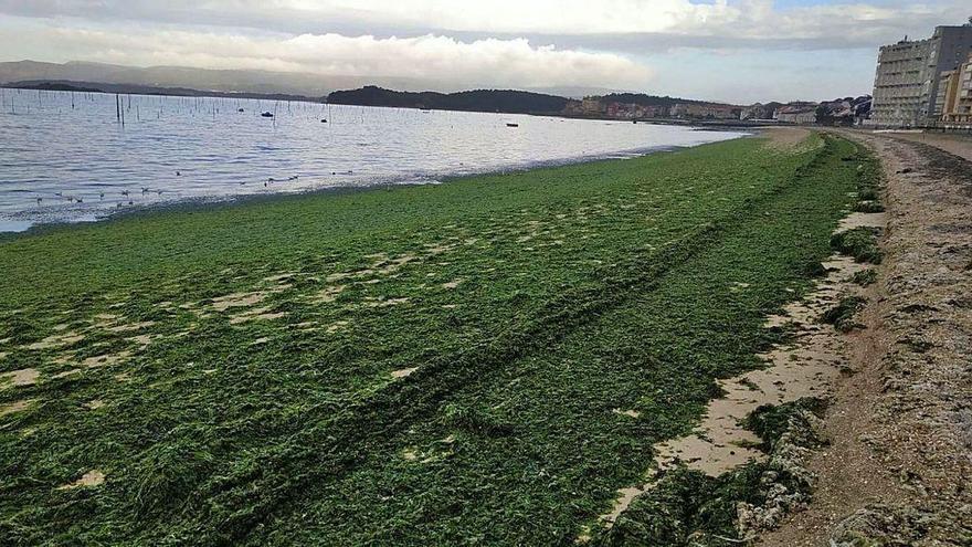Las algas tapizaron el arenale de la playa y asfixian los bivalvos.