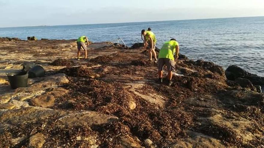 Dénia retira otras 260 toneladas de arribazones de posidonia de sus playas