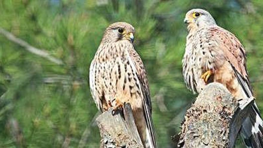 Una pareja de cernícalos.