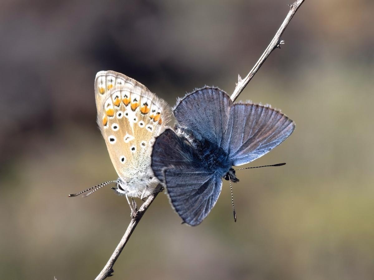 Mariposas de Timanfaya