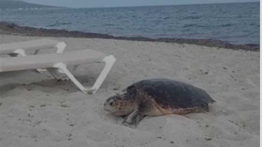 Una tortuga intenta desovar en la playa de Migjorn, en Formentera