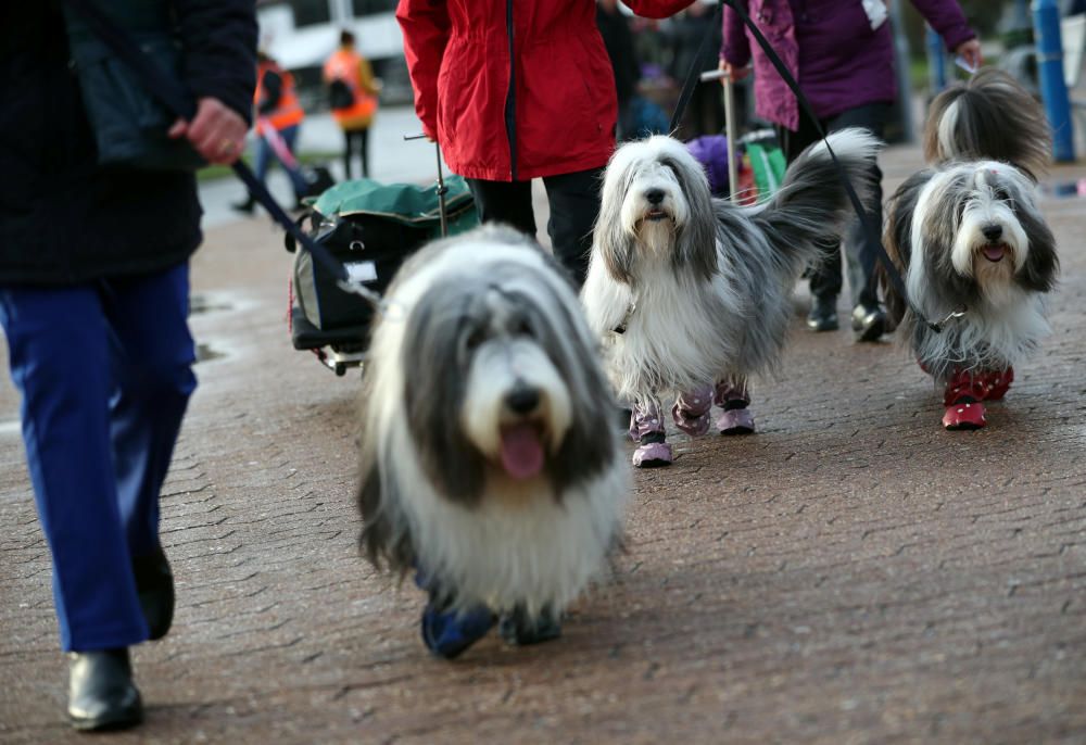 Crufts 2019: L'exhibició de gossos més gran del món