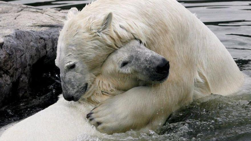 Más de 50 osos polares invaden un archipiélago ruso