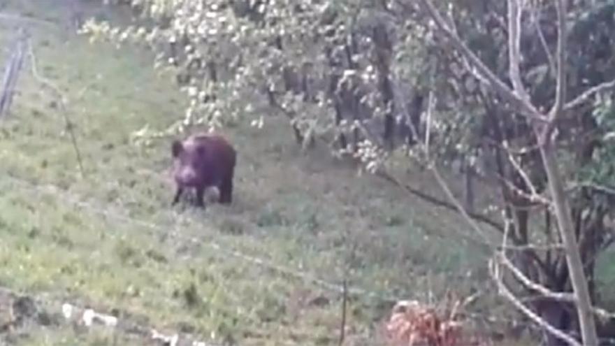 Así de cerca conviven con los jabalíes en la zona rural de Gijón