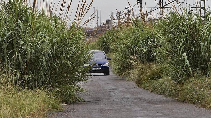 Un coche se abre paso por uno de los caminos &#039;invadidos&#039; de malas hierbas.