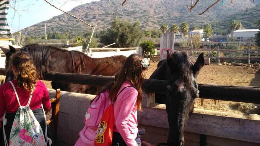 Los escolares de Dénia visitan el refugio de caballos abandonados